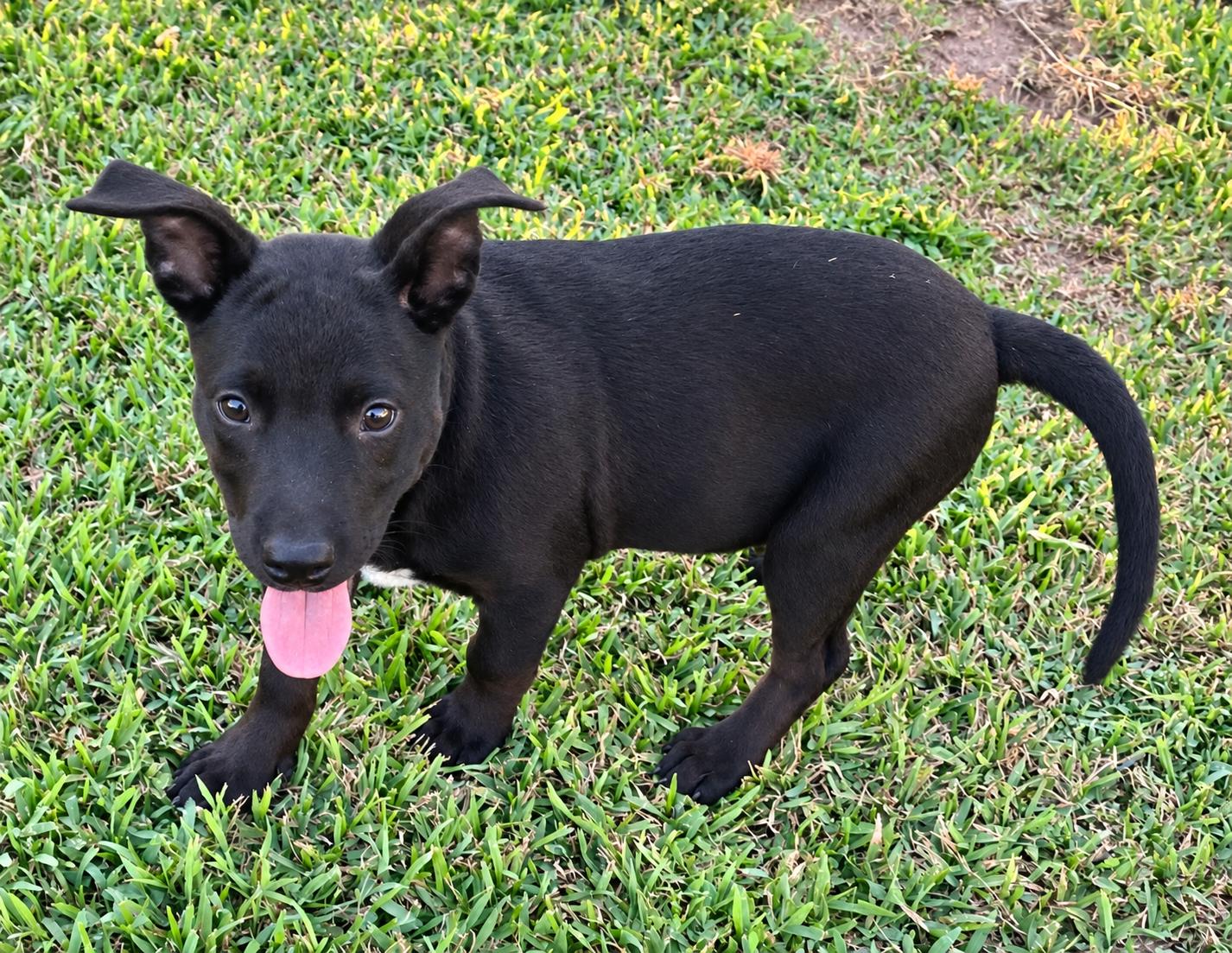 Enlarge Lulu, a Adopted mixed breed in Lancaster, MA image 3/5