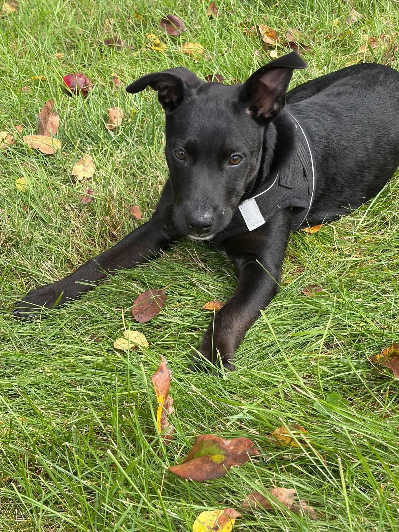Enlarge Lulu, a Adopted mixed breed in Lancaster, MA image 4/5