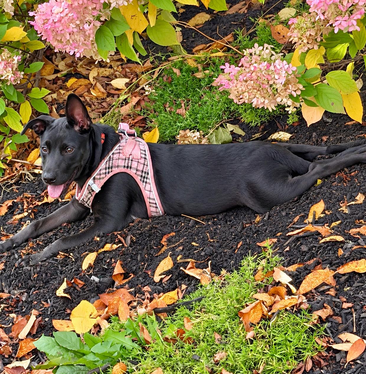 Enlarge Lulu, a Adopted mixed breed in Lancaster, MA image 5/5