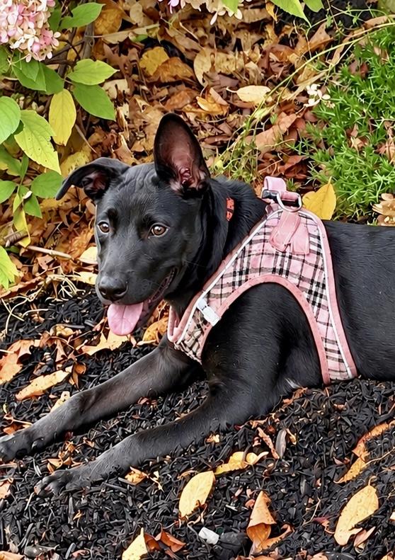 Lulu, Adopted, Puppy Female Labrador Retriever & German Shepherd Dog.