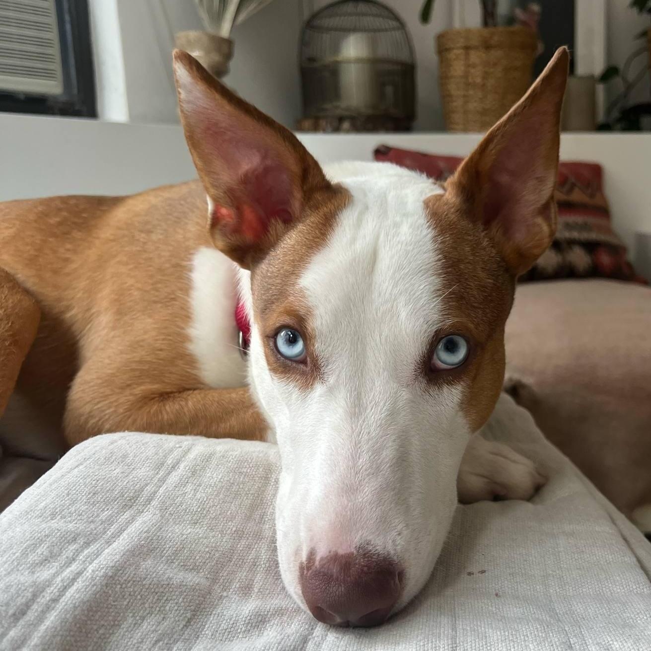 Enlarge Simba, an adoptable mixed breed in Kingston , NY image 1/6