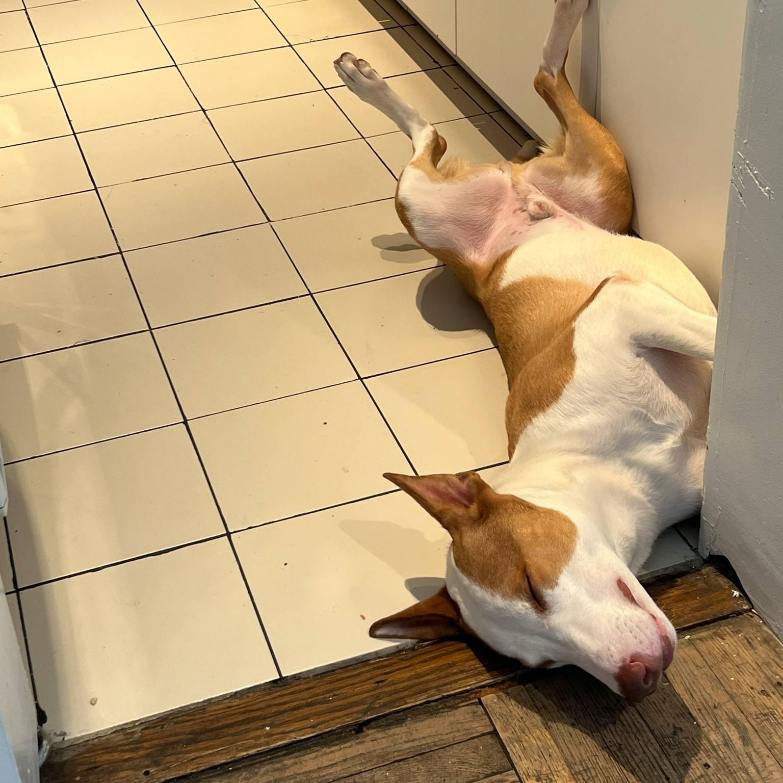 Enlarge Simba, an adoptable mixed breed in Kingston , NY image 2/6