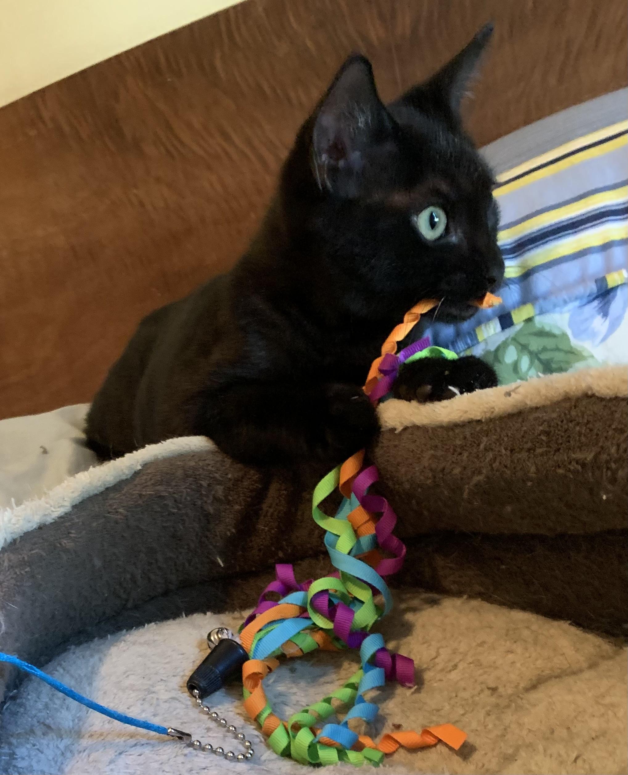 Oliver, Adoptable, Young Male Domestic Short Hair.