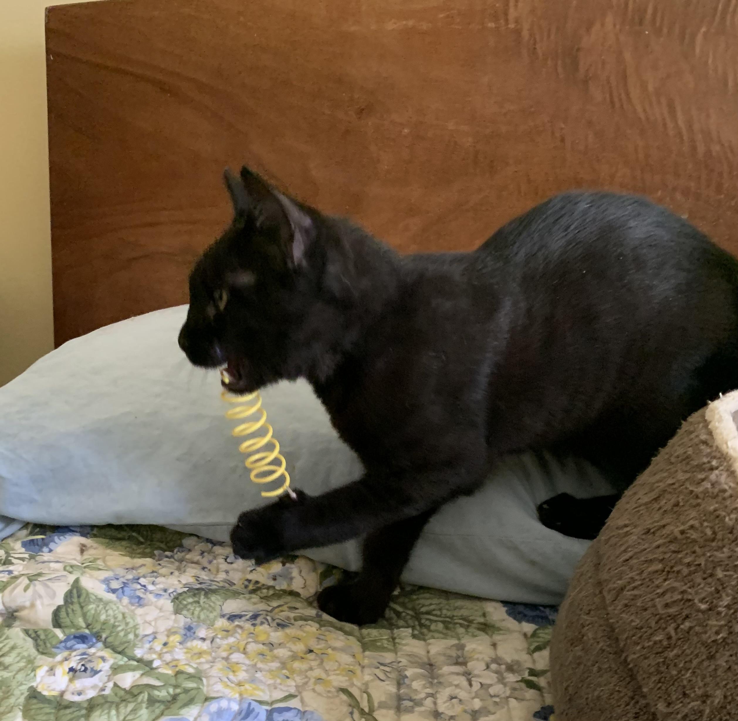 Oliver, a Adoptable Domestic Short Hair in Columbia, SC image 2/3