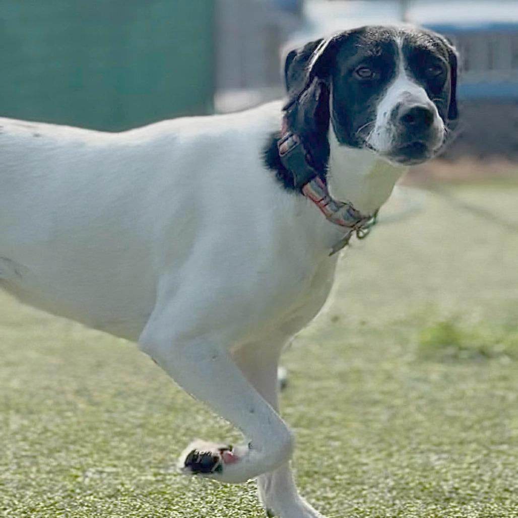 Nessie, Adoptable, Adult Female Hound & Mixed Breed.