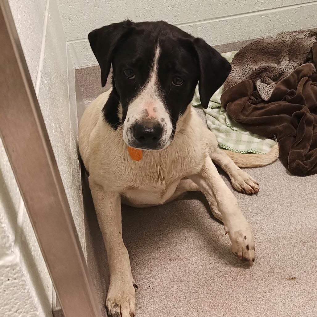 Enlarge Nessie, a Adoptable mixed breed in Chattanooga, TN image 2/6
