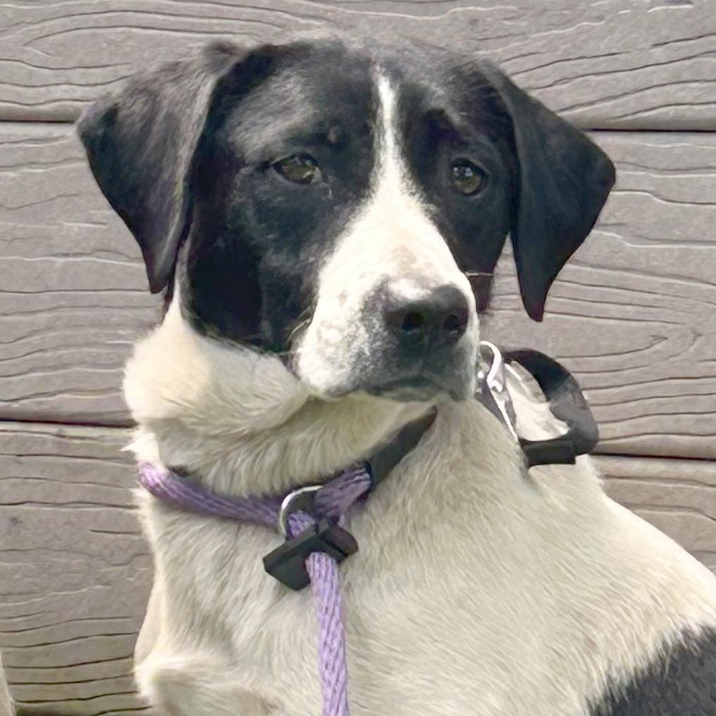 Enlarge Nessie, a Adoptable mixed breed in Chattanooga, TN image 3/6
