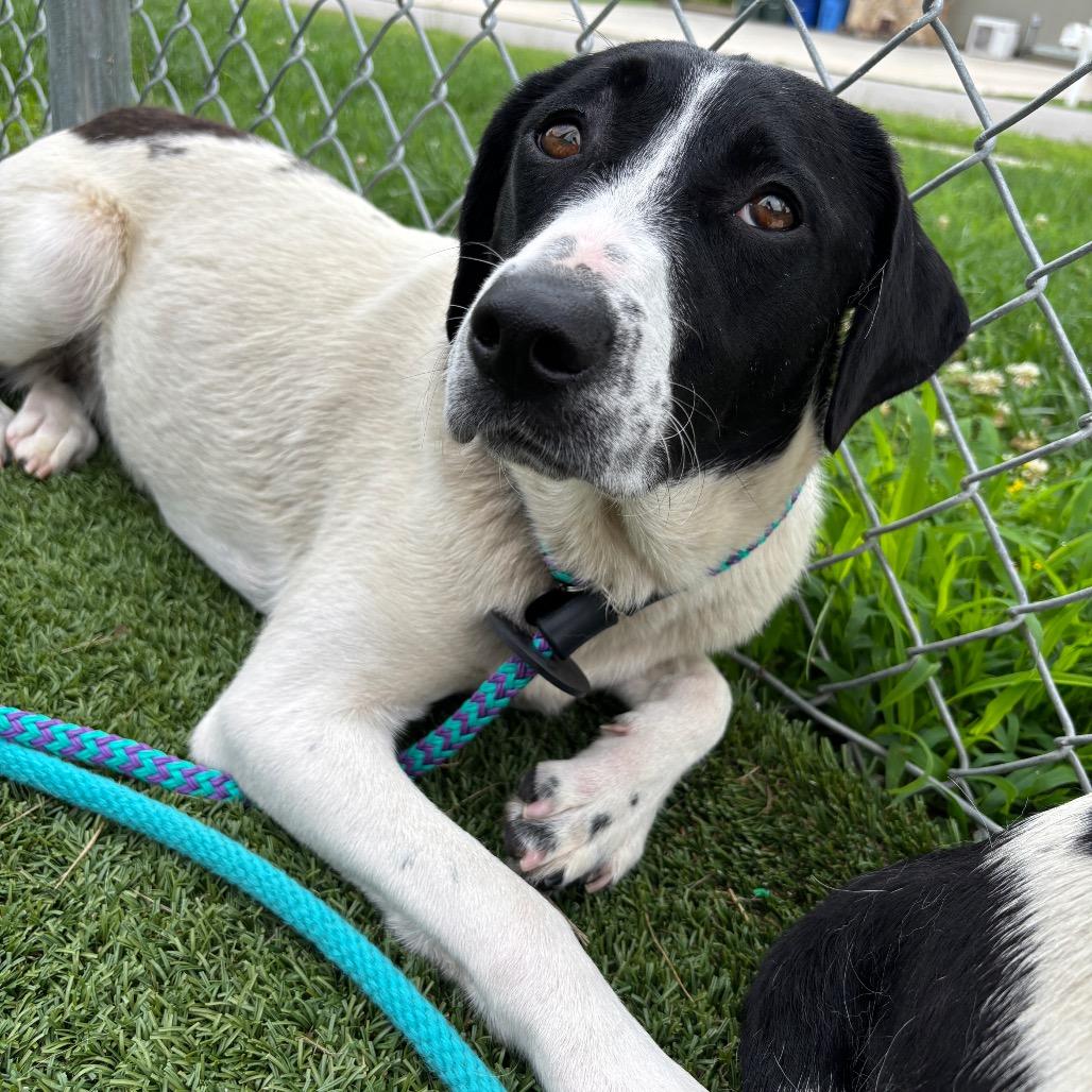Enlarge Nessie, a Adoptable mixed breed in Chattanooga, TN image 4/6