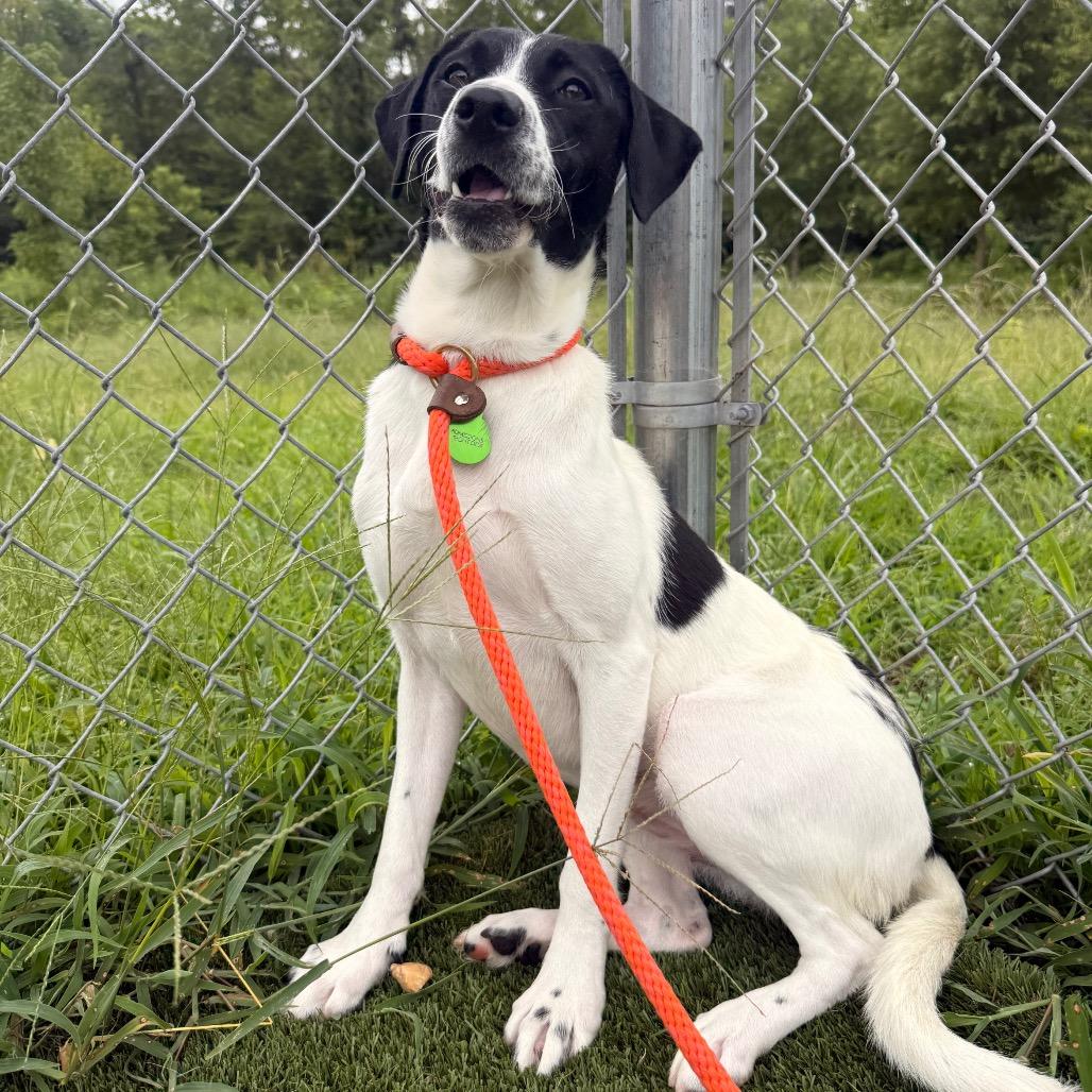 Enlarge Nessie, a Adoptable mixed breed in Chattanooga, TN image 5/6