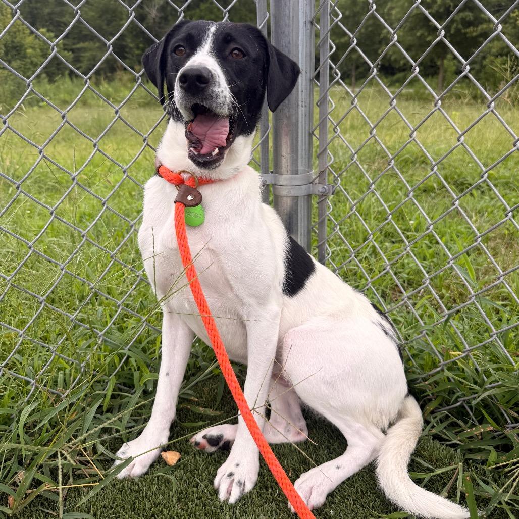 Enlarge Nessie, a Adoptable mixed breed in Chattanooga, TN image 6/6