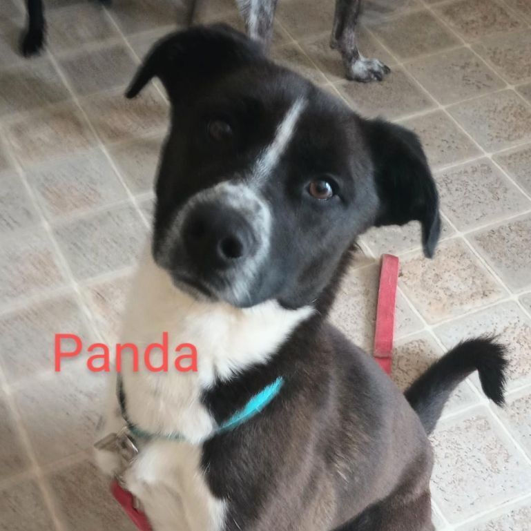 Panda, an adoptable Border Collie, Pit Bull Terrier in Millville, UT, 84326 | Photo Image 2
