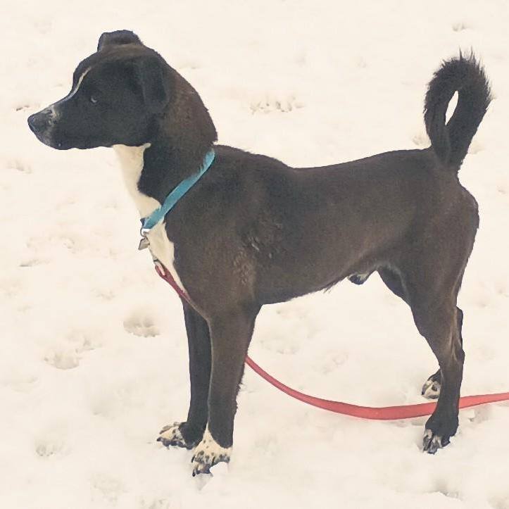 Panda, an adoptable Border Collie, Pit Bull Terrier in Millville, UT, 84326 | Photo Image 3
