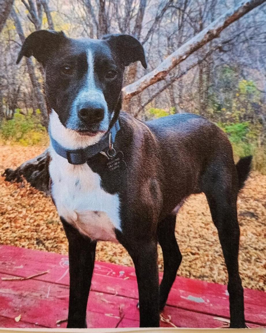 Panda, an adoptable Border Collie, Pit Bull Terrier in Millville, UT, 84326 | Photo Image 1