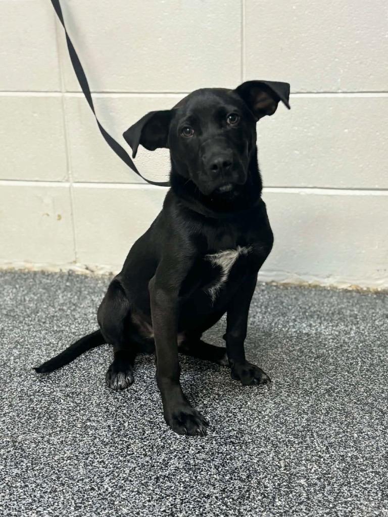 Enlarge Gilbert Grape, a Adoptable Mixed Breed in Tifton, GA image 1/1