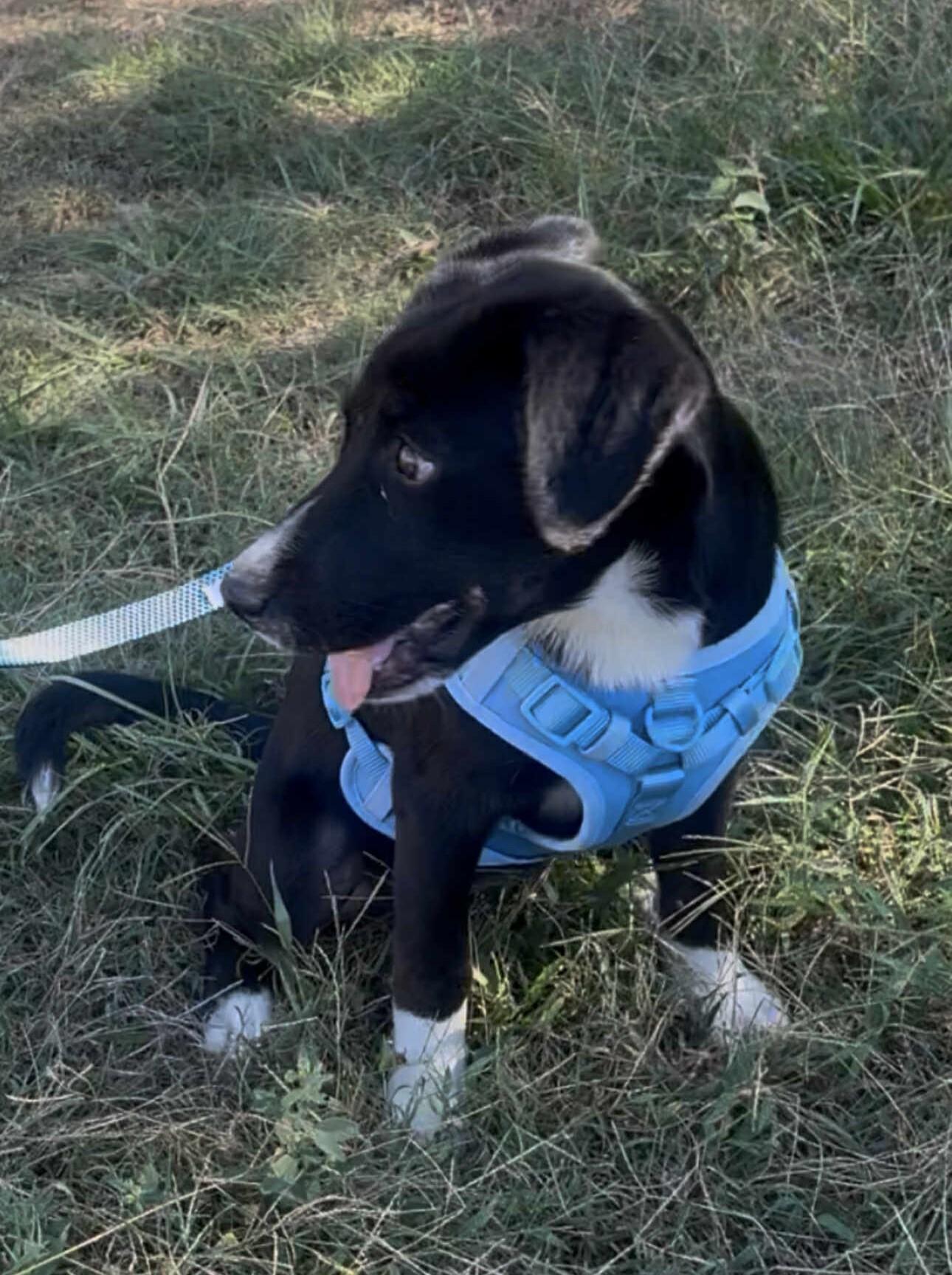 Blackie (Tyler Puppies)
