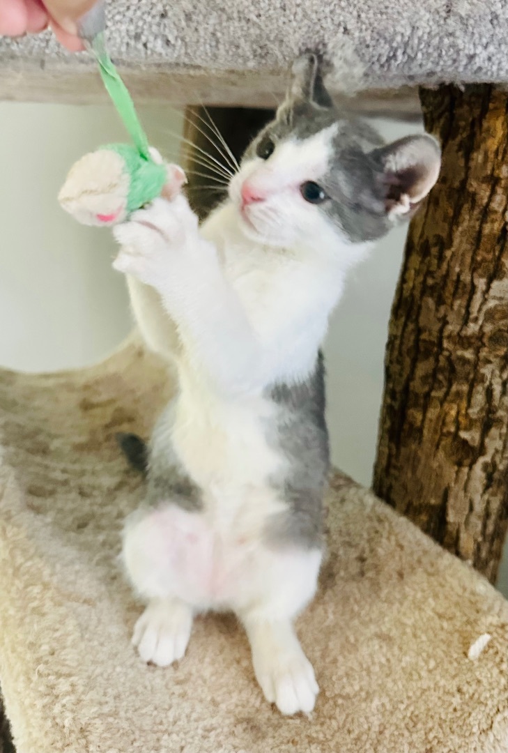 Enlarge Joey (adorable!), a Adopted Domestic Short Hair in Woodbridge, VA image 1/14