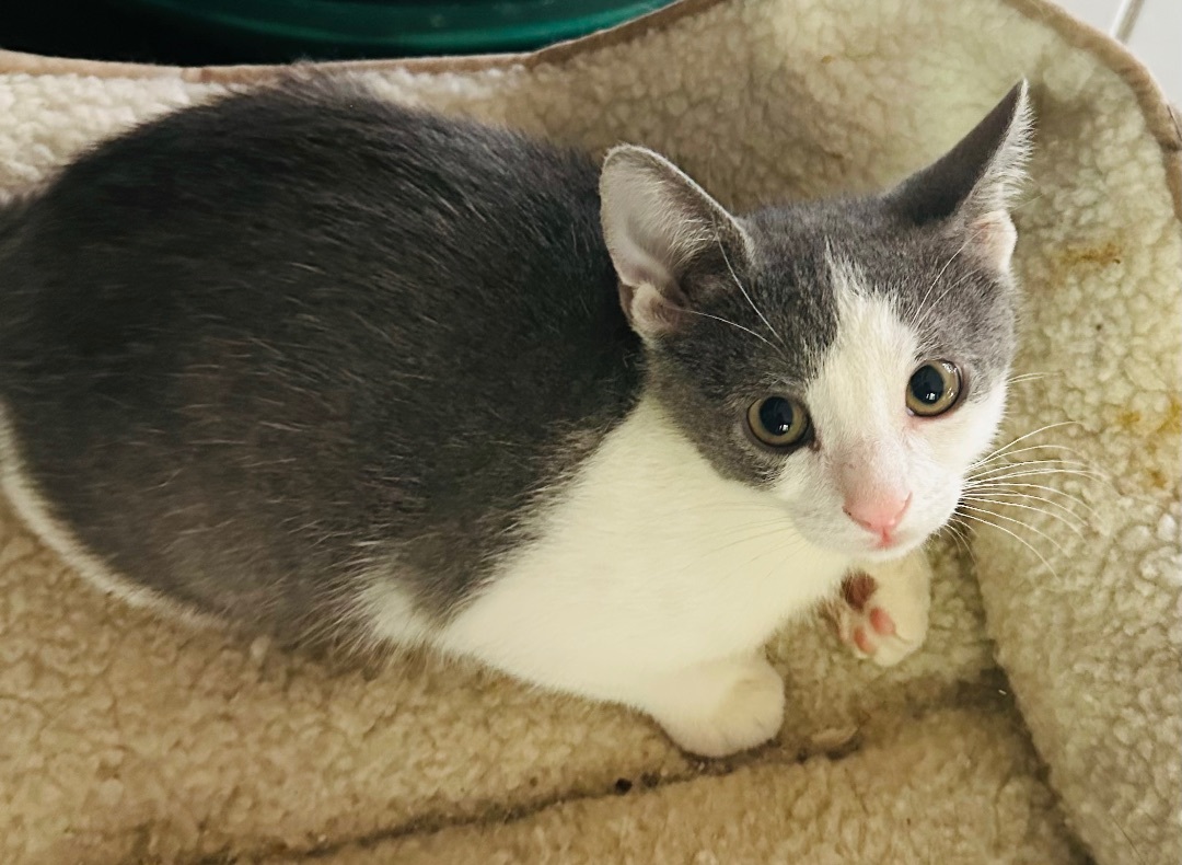Enlarge Joey (adorable!), a Adopted Domestic Short Hair in Woodbridge, VA image 2/14