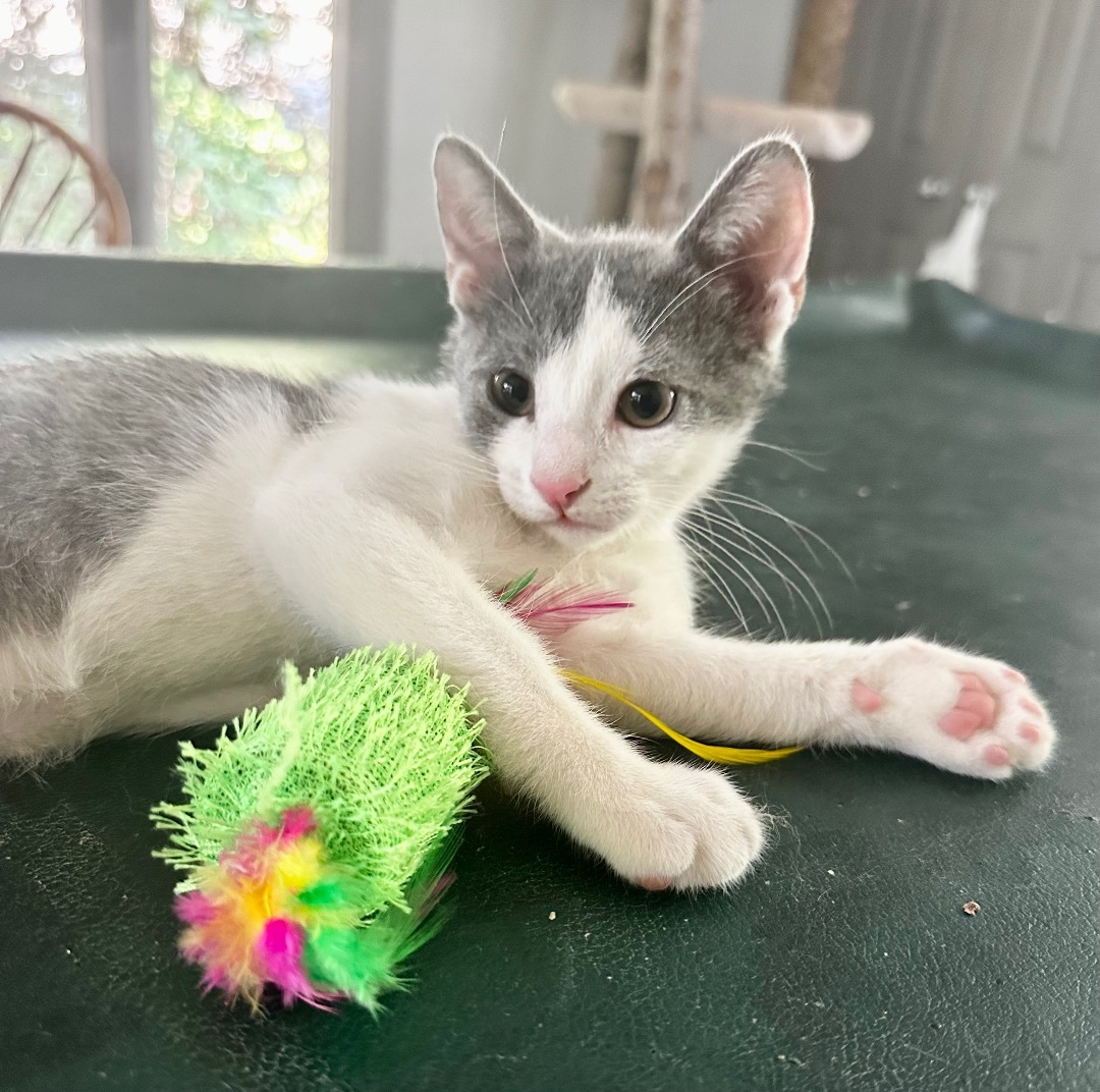 Enlarge Joey (adorable!), a Adopted Domestic Short Hair in Woodbridge, VA image 3/14