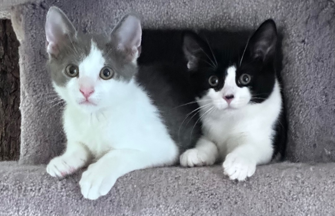 Enlarge Joey (adorable!), a Adopted Domestic Short Hair in Woodbridge, VA image 4/14