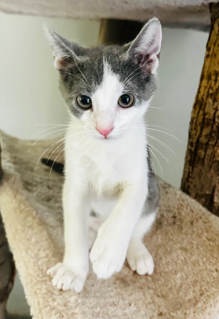 Enlarge Joey (adorable!), a Adopted Domestic Short Hair in Woodbridge, VA image 5/14