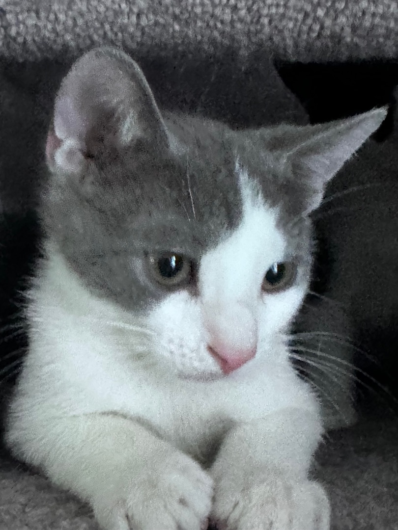 Enlarge Joey (adorable!), a Adopted Domestic Short Hair in Woodbridge, VA image 6/14