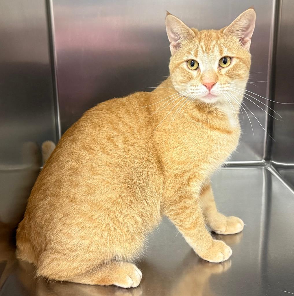Terry, adoptable, Adult Male Domestic Short Hair.