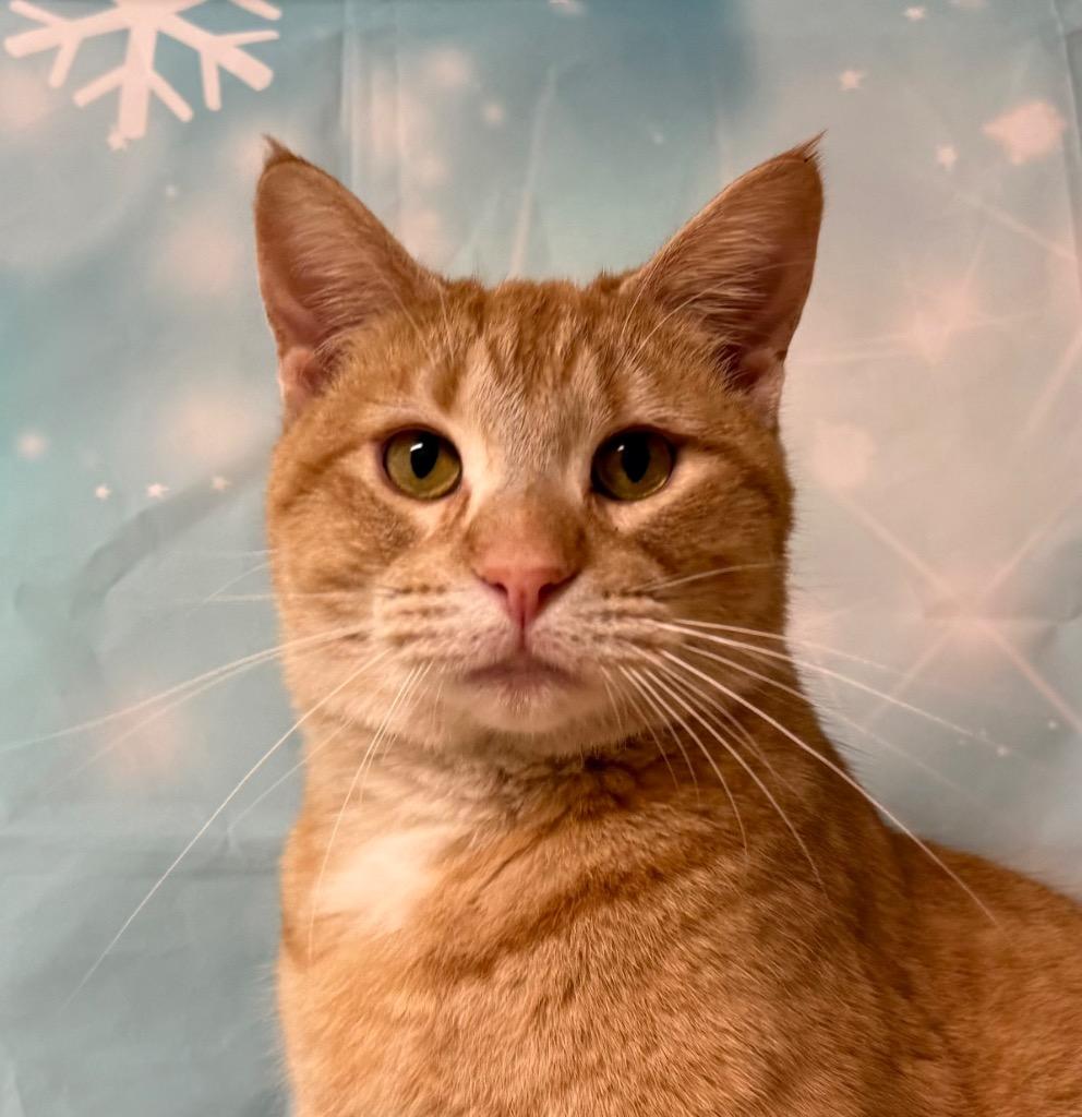 Terry, adoptable, Adult Male Domestic Short Hair.