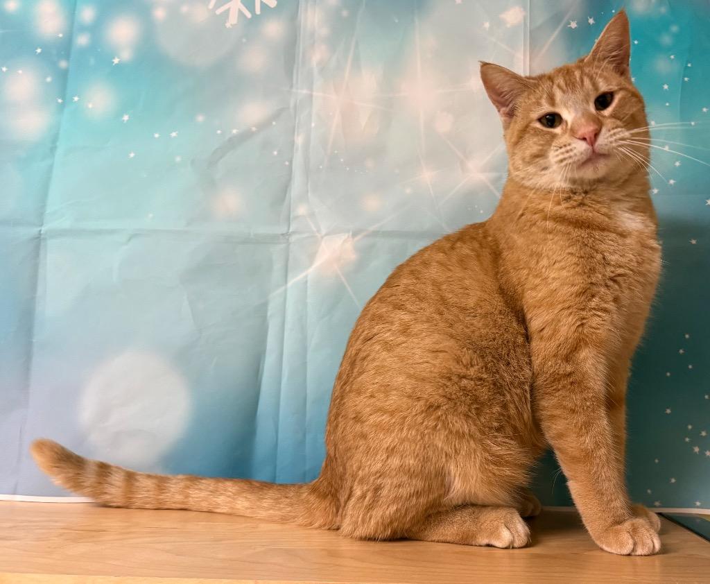Enlarge Terry, an adopted Domestic Short Hair in Amery, WI image 3/3