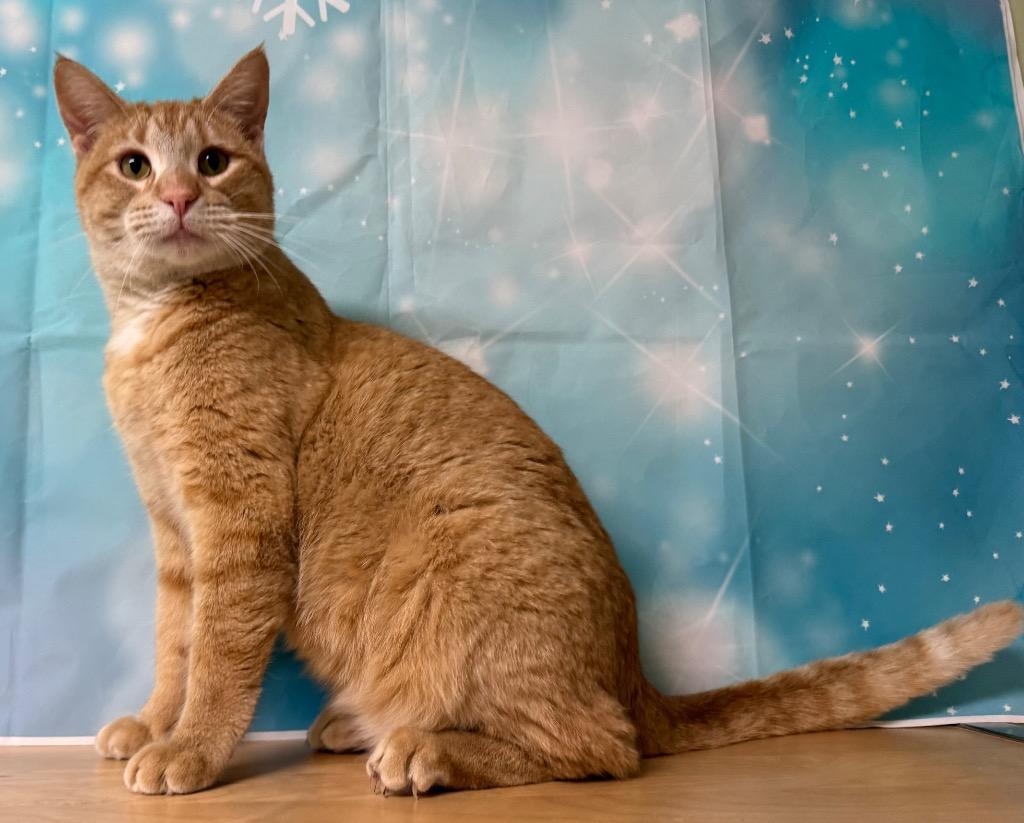 Enlarge Terry, an adopted Domestic Short Hair in Amery, WI image 2/3