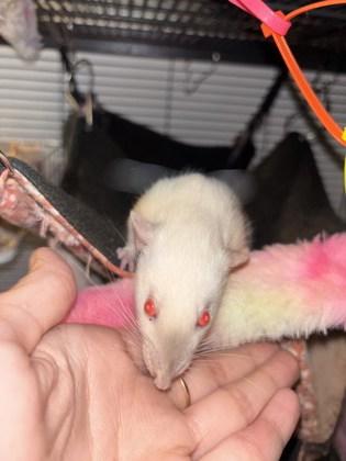 Enlarge Sheri, a Adoptable Rat in Montreal, QC image 1/1