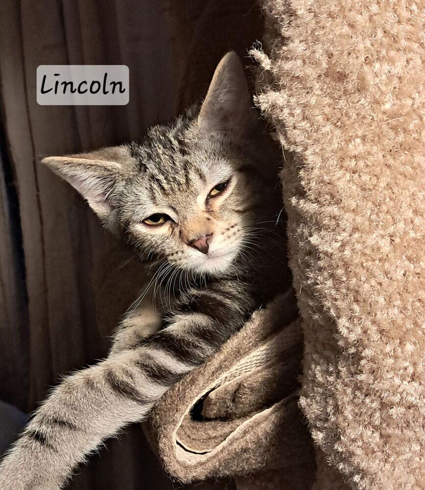 Enlarge Lincoln, a Adoptable mixed breed in Vancouver, WA image 1/3
