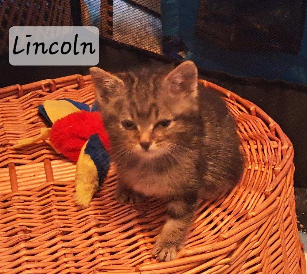 Enlarge Lincoln, a Adoptable mixed breed in Vancouver, WA image 3/3