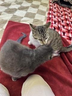 Shadow, Adoptable, Adult Female Domestic Short Hair.