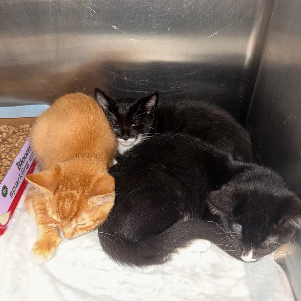 Enlarge Ollie, a Adoptable Domestic Short Hair in Shinnston, WV image 1/1