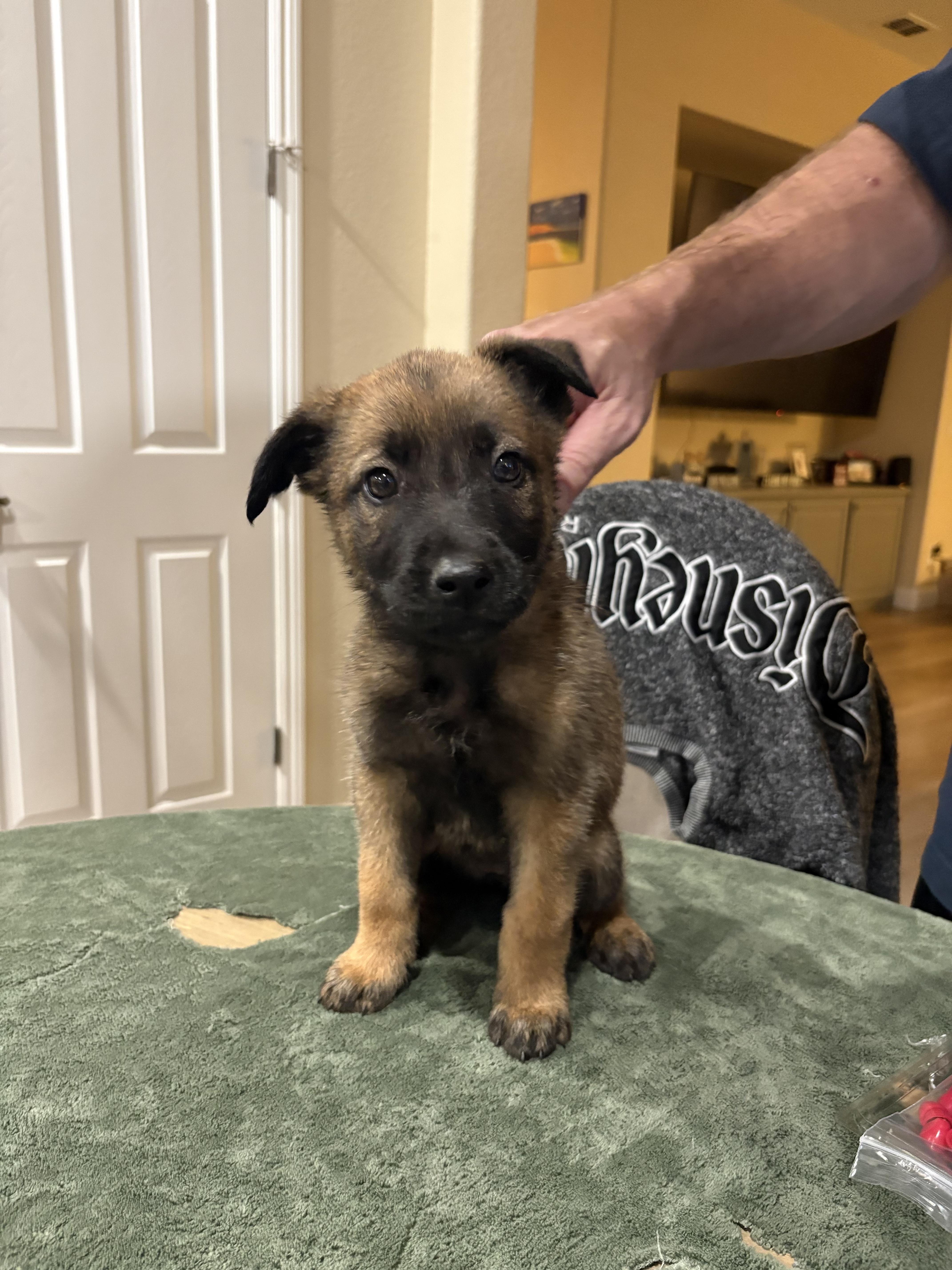 Storm, Adoptable, Puppy Male German Shepherd Dog.