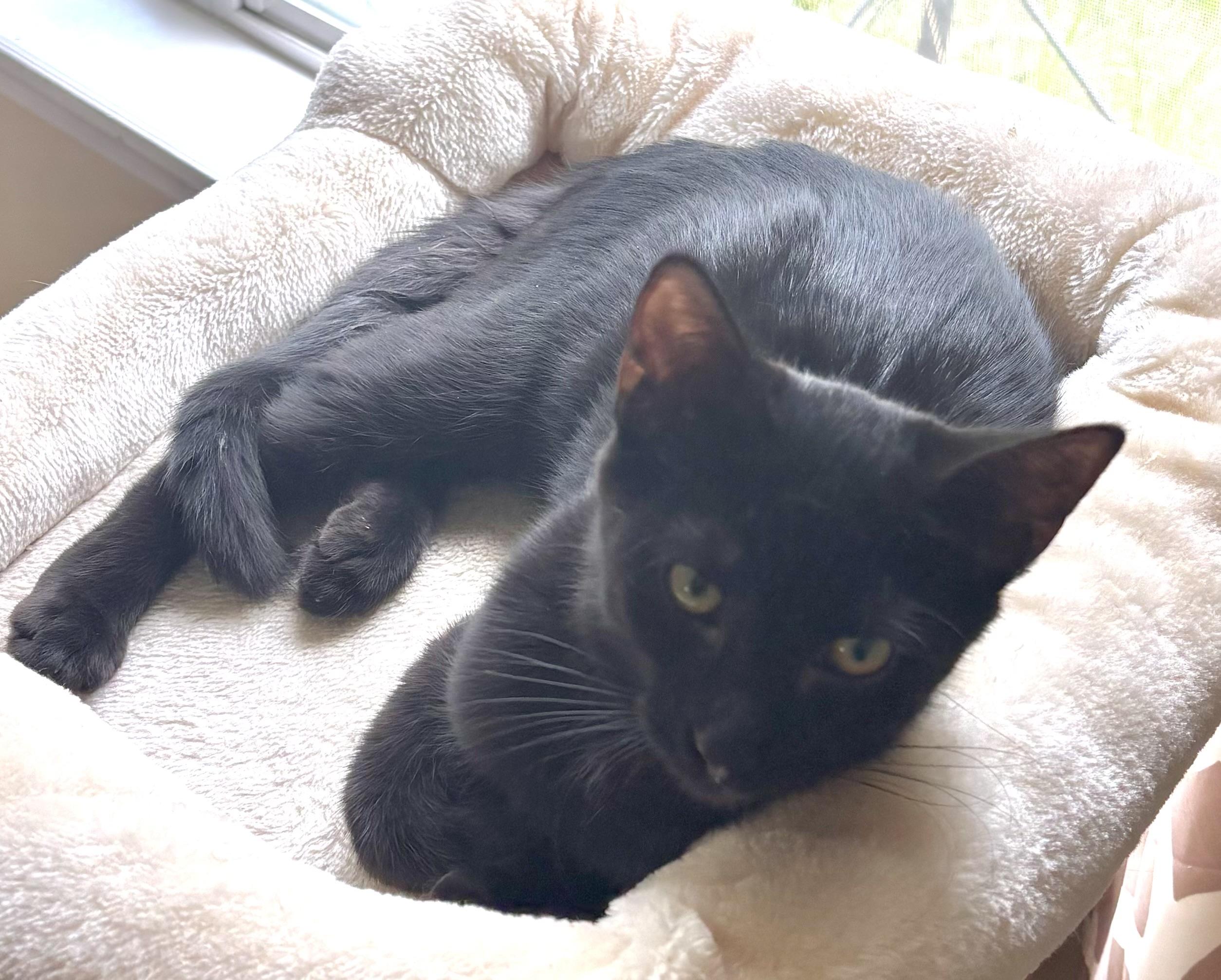 Enlarge Dumpling, a Adoptable Domestic Short Hair in Indianapolis, IN image 4/6