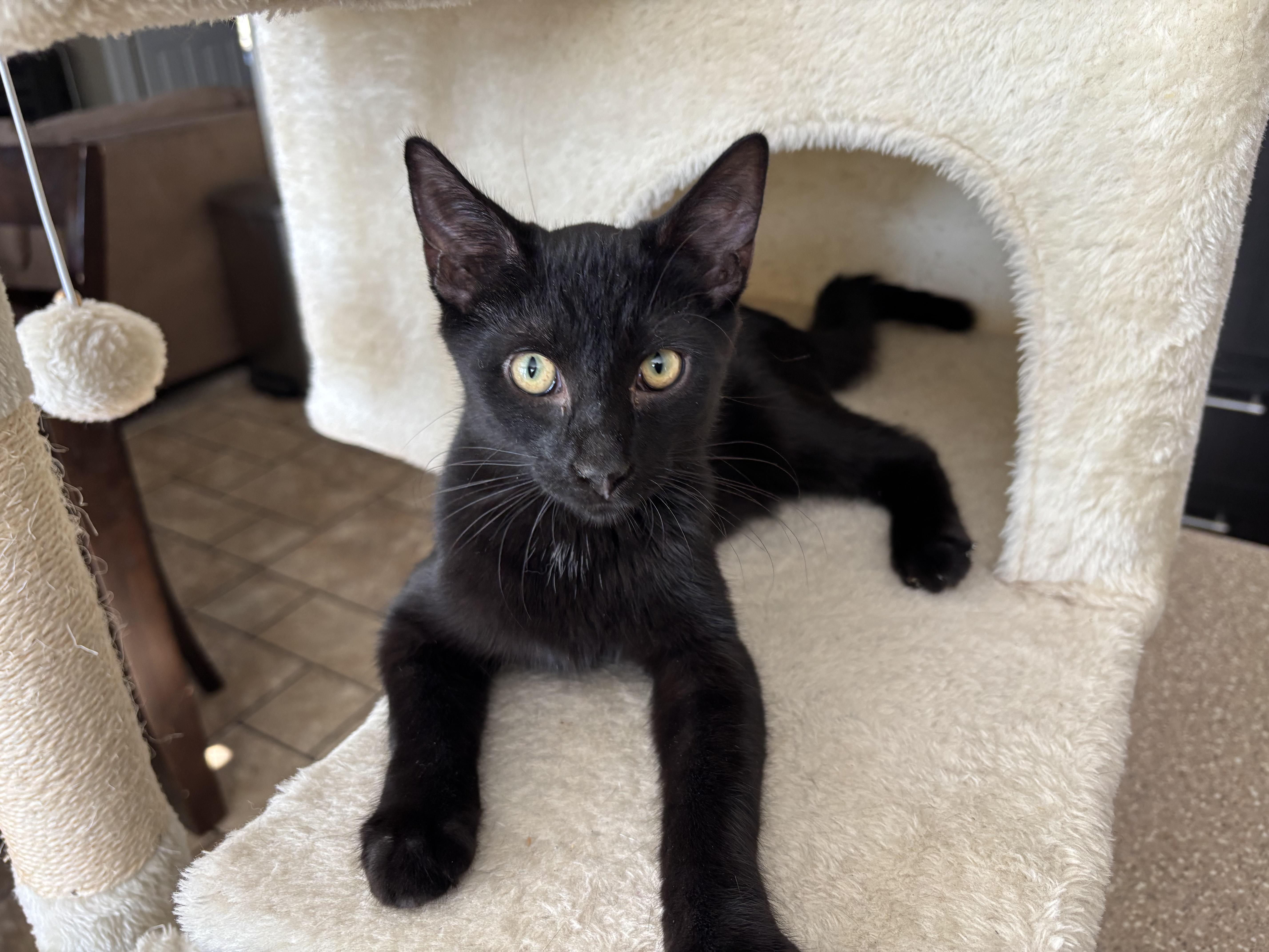 Enlarge Dumpling, a Adoptable Domestic Short Hair in Indianapolis, IN image 2/6