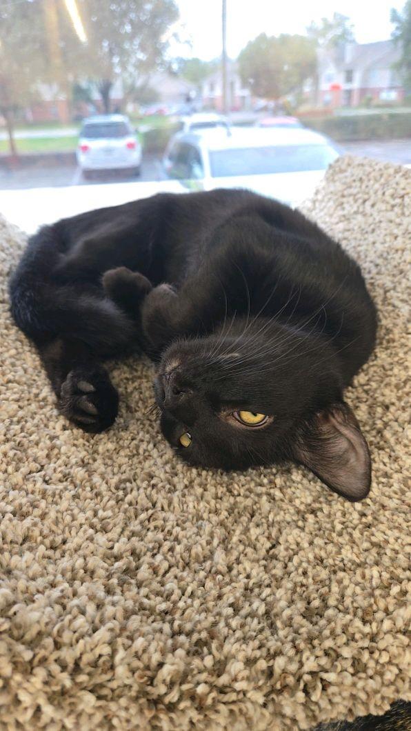 Enlarge Dumpling, a Adoptable Domestic Short Hair in Indianapolis, IN image 6/6