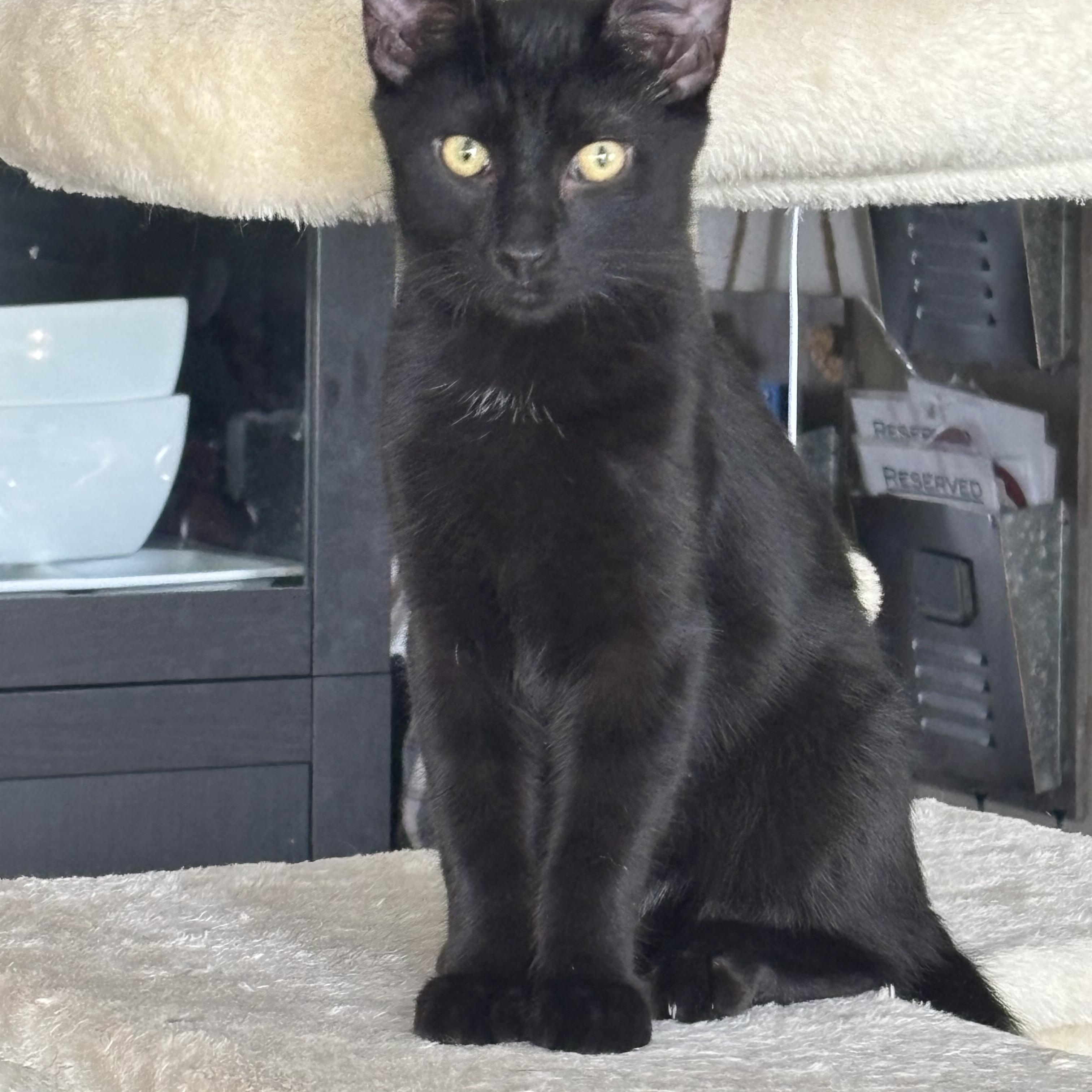 Enlarge Dumpling, a Adoptable Domestic Short Hair in Indianapolis, IN image 3/6