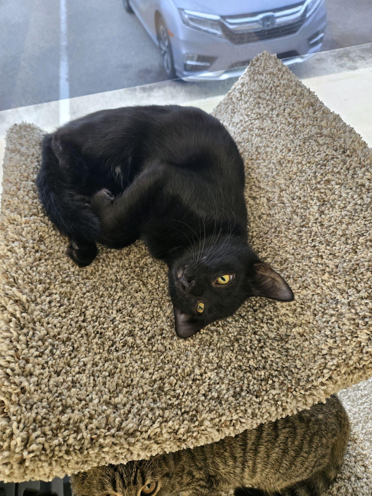 Enlarge Dumpling, a Adoptable Domestic Short Hair in Indianapolis, IN image 5/6