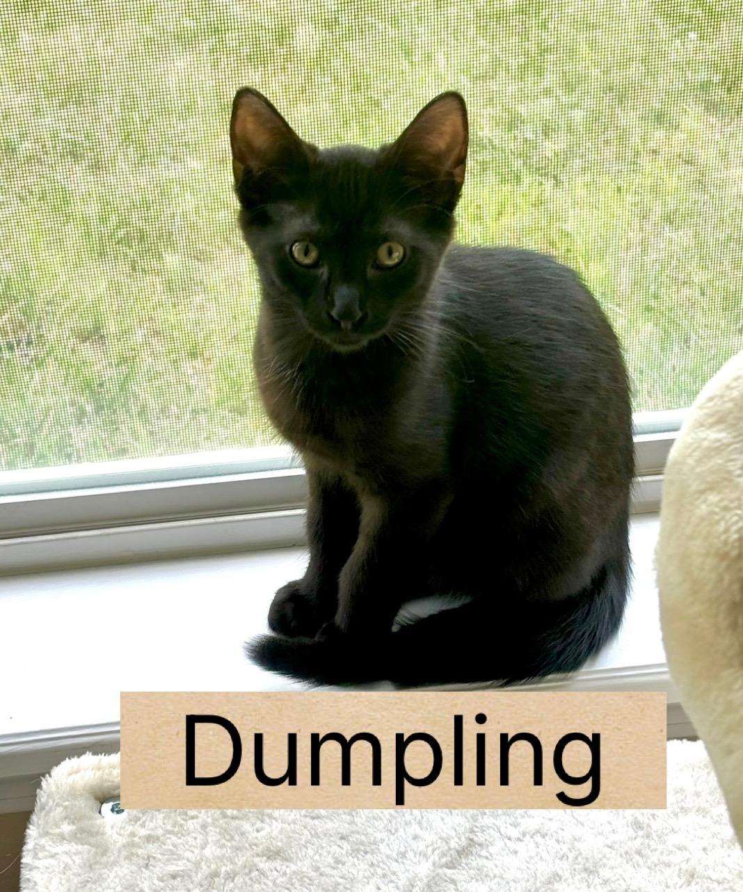 Dumpling, Adoptable, Kitten Male Domestic Short Hair.