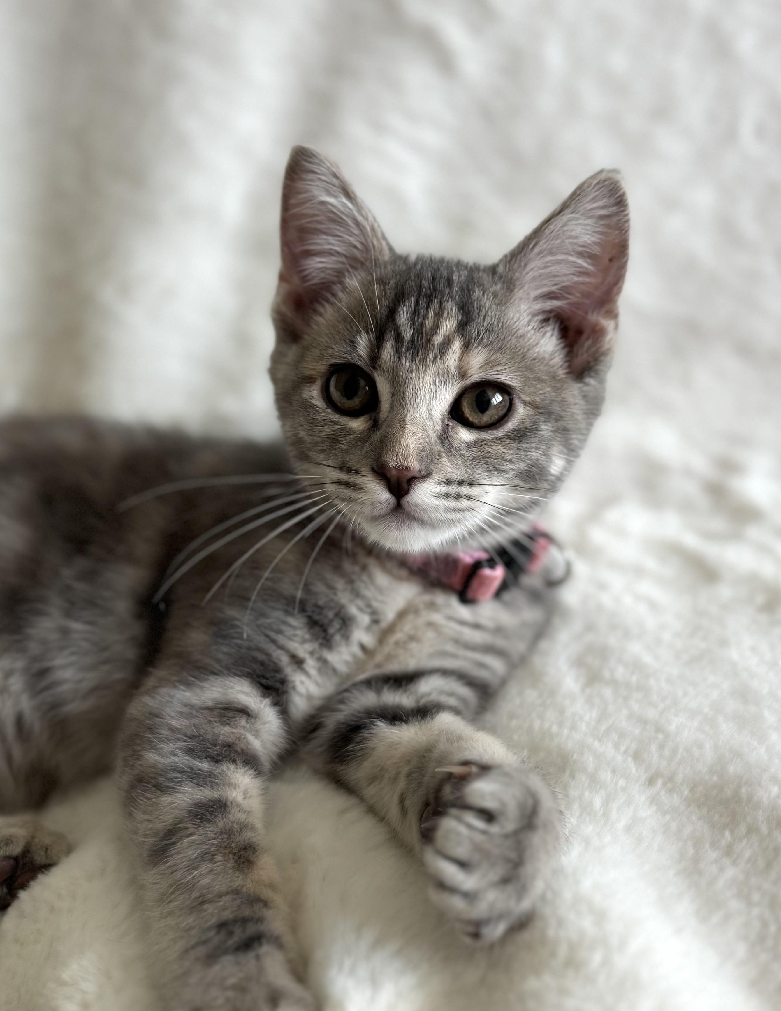 Praline, Adopted, Kitten Female Domestic Short Hair.