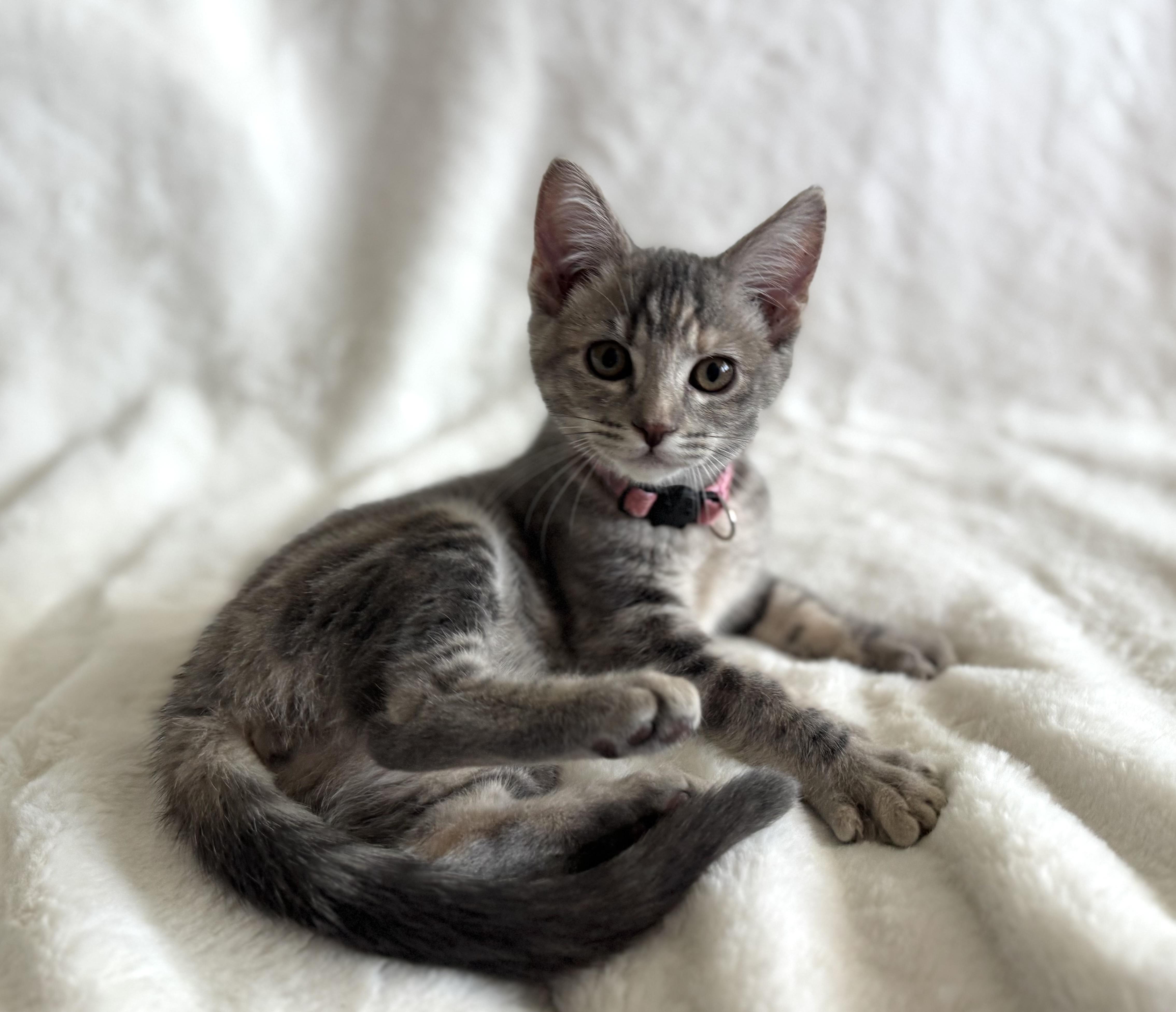Enlarge Praline, a Adopted Domestic Short Hair in Davis, CA image 3/3