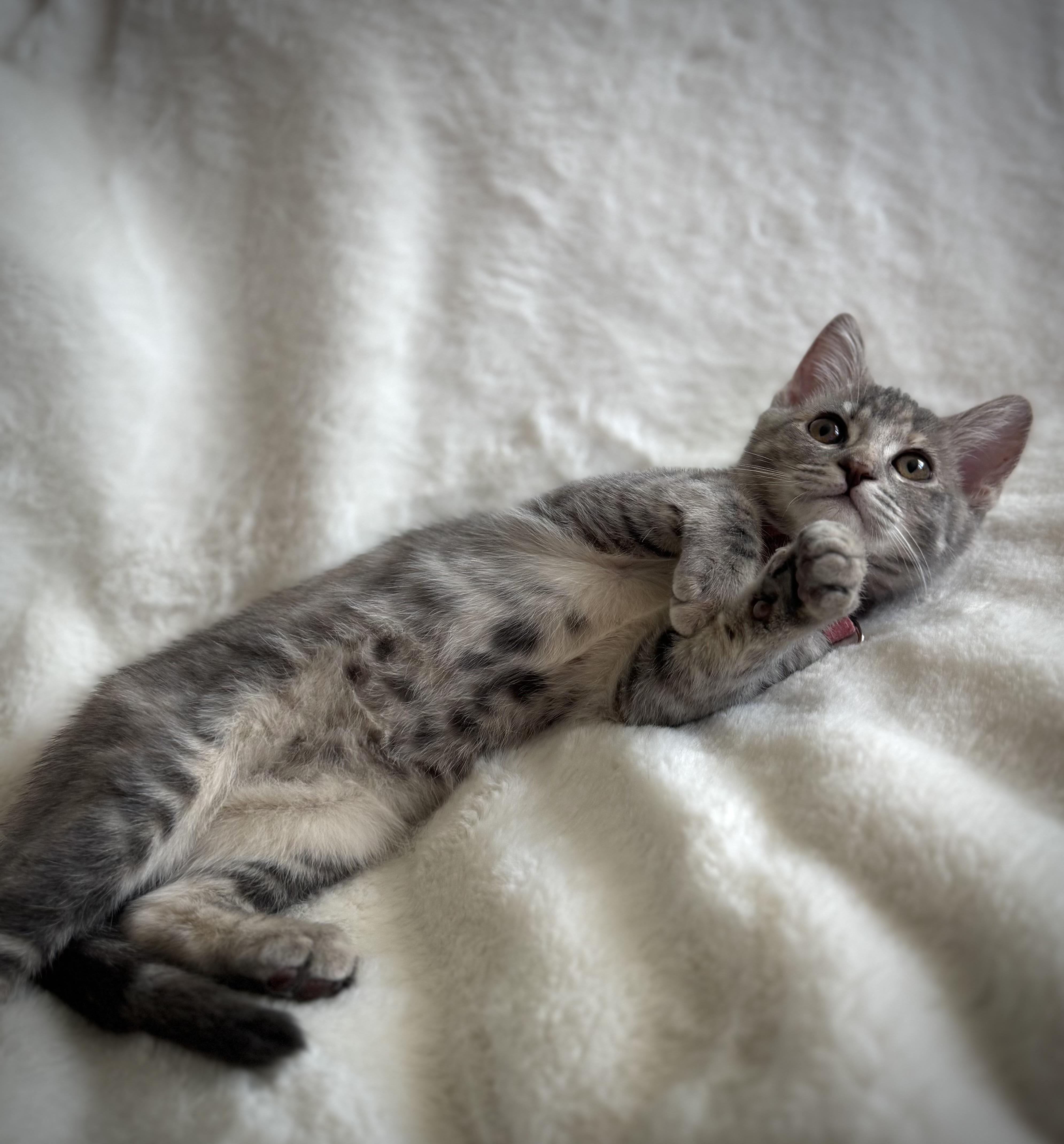 Enlarge Praline, a Adopted Domestic Short Hair in Davis, CA image 2/3