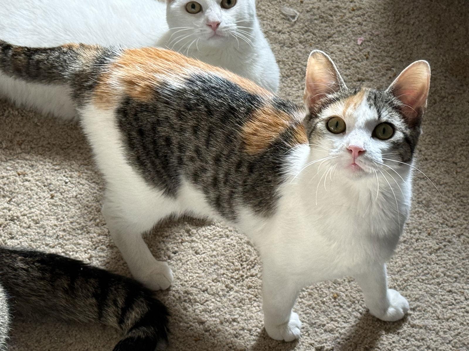 Enlarge Ivy, a Adopted Calico in Fenton, MO image 1/1