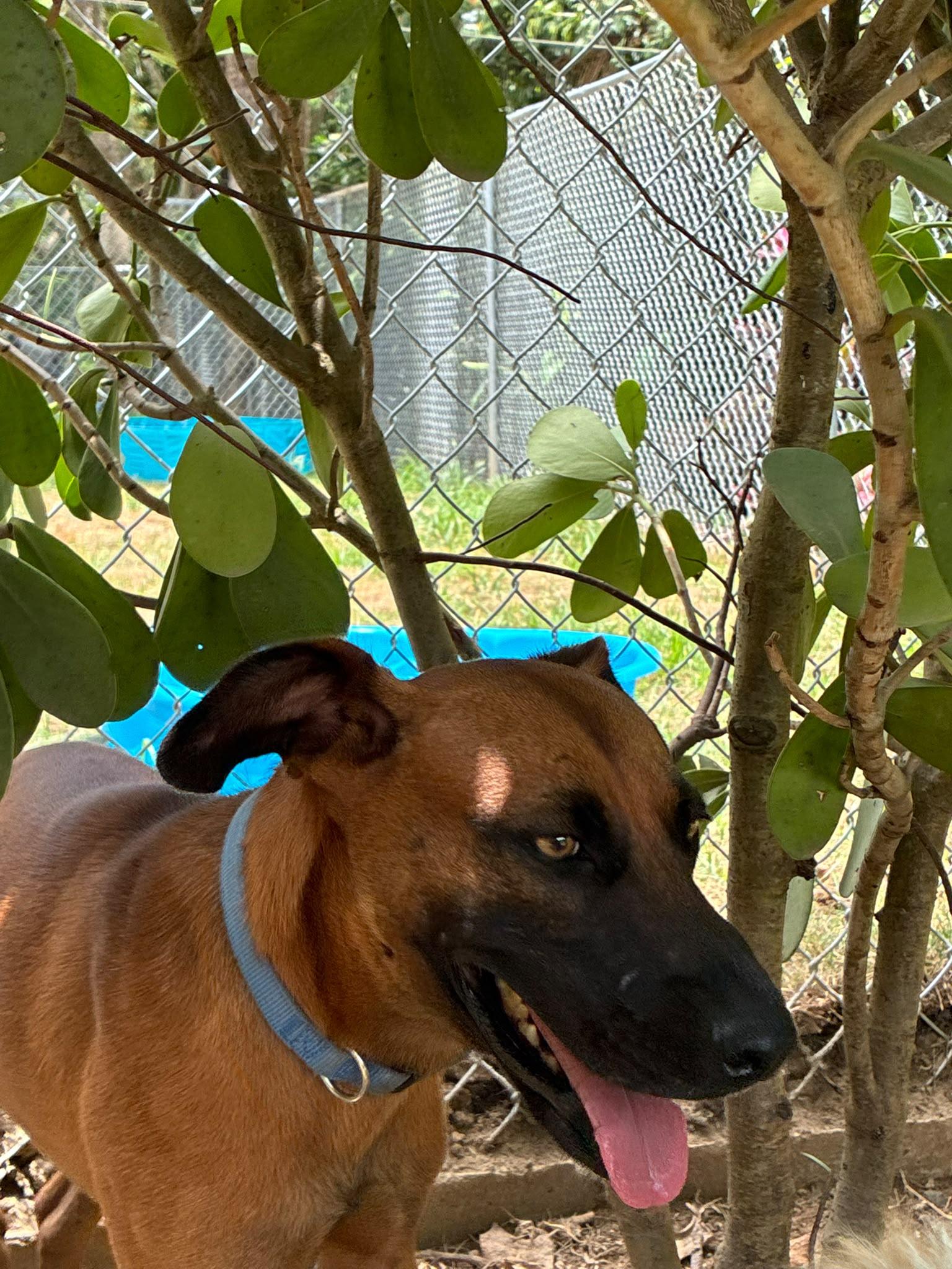 Enlarge Osito, a Adoptable mixed breed in Rio Grande , PR image 2/3