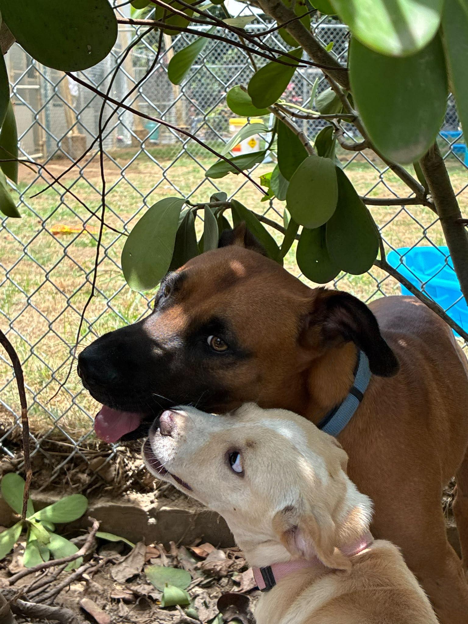 Enlarge Osito, a Adoptable mixed breed in Rio Grande , PR image 3/3