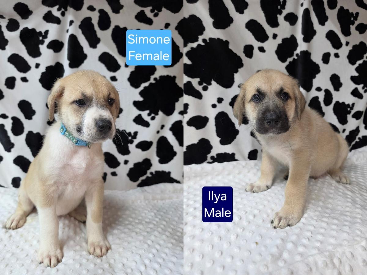 Enlarge The Gold Medal Litter, a ADOPTABLE mixed breed in Atlanta, GA image 2/5