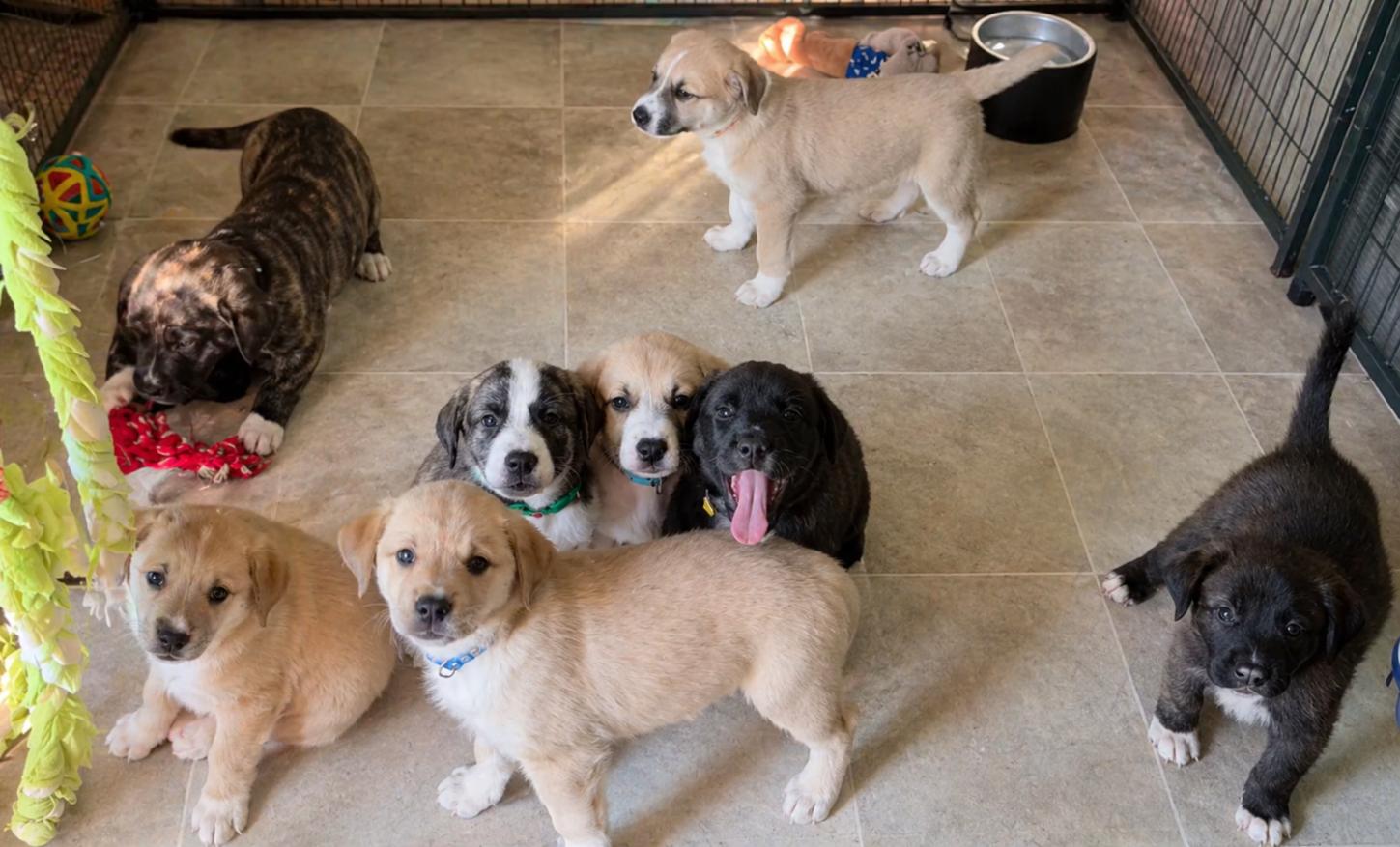The Gold Medal Litter, ADOPTABLE, Puppy Male Great Pyrenees & American Staffordshire Terrier.