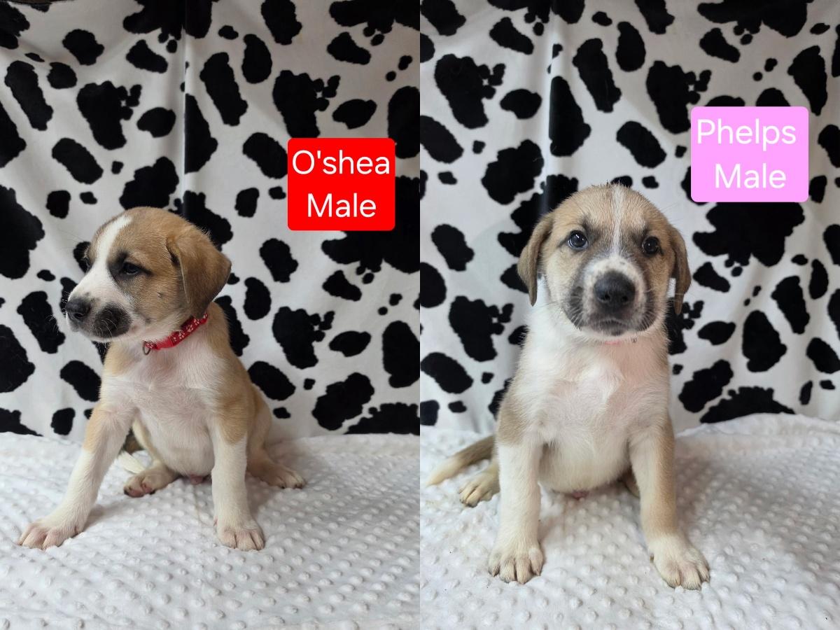 Enlarge The Gold Medal Litter, a ADOPTABLE mixed breed in Atlanta, GA image 3/5
